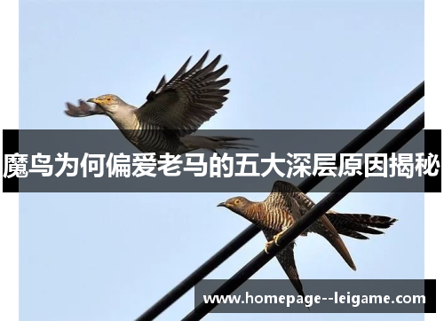 魔鸟为何偏爱老马的五大深层原因揭秘 魔鸟为何偏爱老马的五大深层原因揭秘